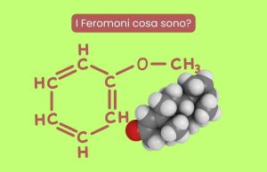 i feromoni cosa sono